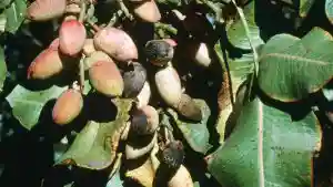 سم قارچ کش پيراکلوستروبين + بوسکاليد (بيليس) کيميا خاک 250 گرمي - بیماری آلترناریا بر روی میوه - نمای 2