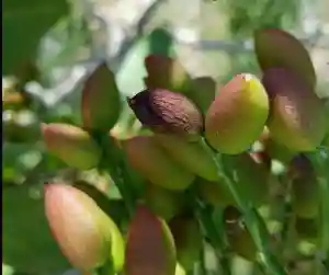 سم قارچ کش پيراکلوستروبين + بوسکاليد (بيليس) کيميا خاک 250 گرمي - بیماری آلترناریا بر روی میوه