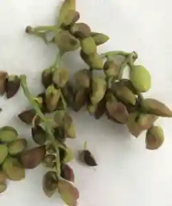 سم قارچ کش پيراکلوستروبين + بوسکاليد (بيليس) کيميا خاک 250 گرمي - بیماری آلترناریا بر روی میوه - نمای 3