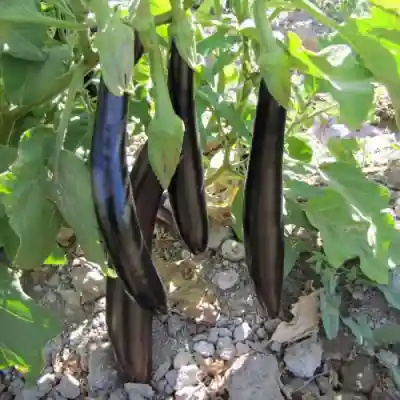 بادمجان چاه بلند