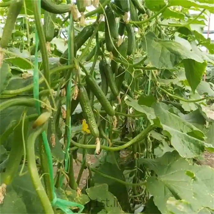 مشخصات بذر خیار گلخانه ای سبا
