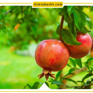 بهترین کود درخت انار
