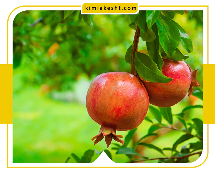 بهترین کود درخت انار