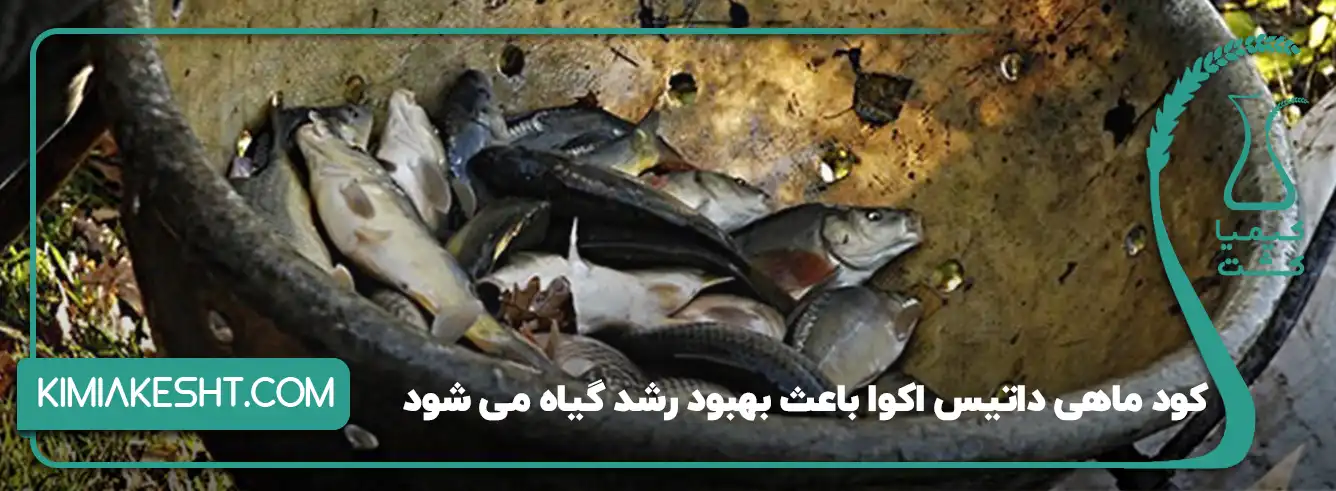 کود ماهی داتیس اکوا باعث بهبود گیاه