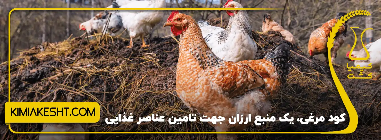 کود مرغی یک منبع ارزان