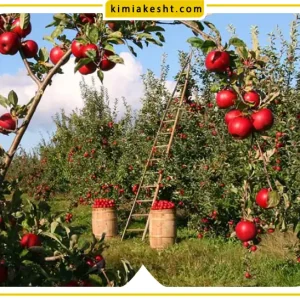جدول برنامه غذایی سیب