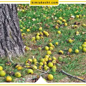 تاثیر نمک بر درخت گردو