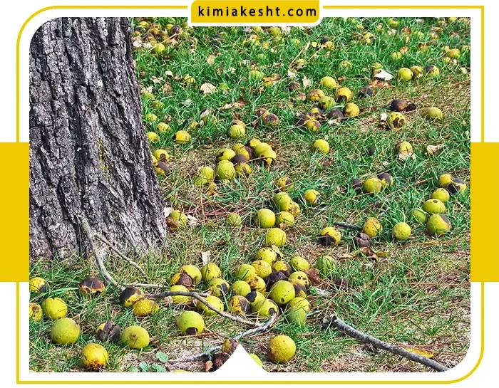 تاثیر نمک بر درخت گردو