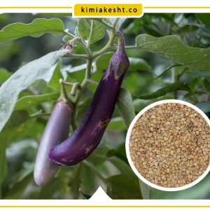 بذر بادمجان گلخانه ای و انواع آن