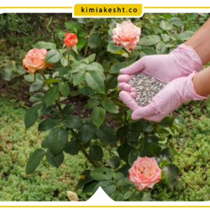 بهترین کود برای گل رز