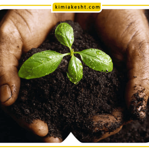 کود سیاه + بهترین زمان مصرف کودهای سیاه