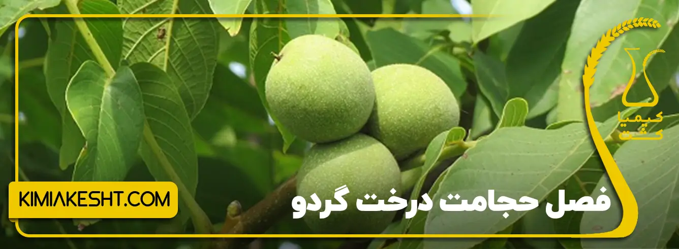 فصل حجامت درخت گردو