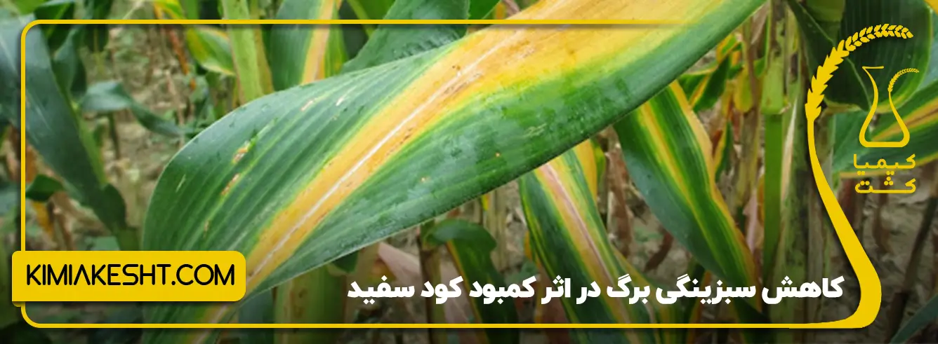 علائم کمبود کود سفید