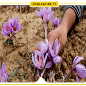 جدول برنامه غذایی زعفران