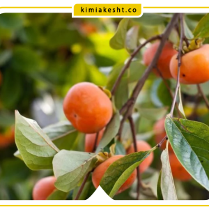 کود مناسب برای درخت خرمالو