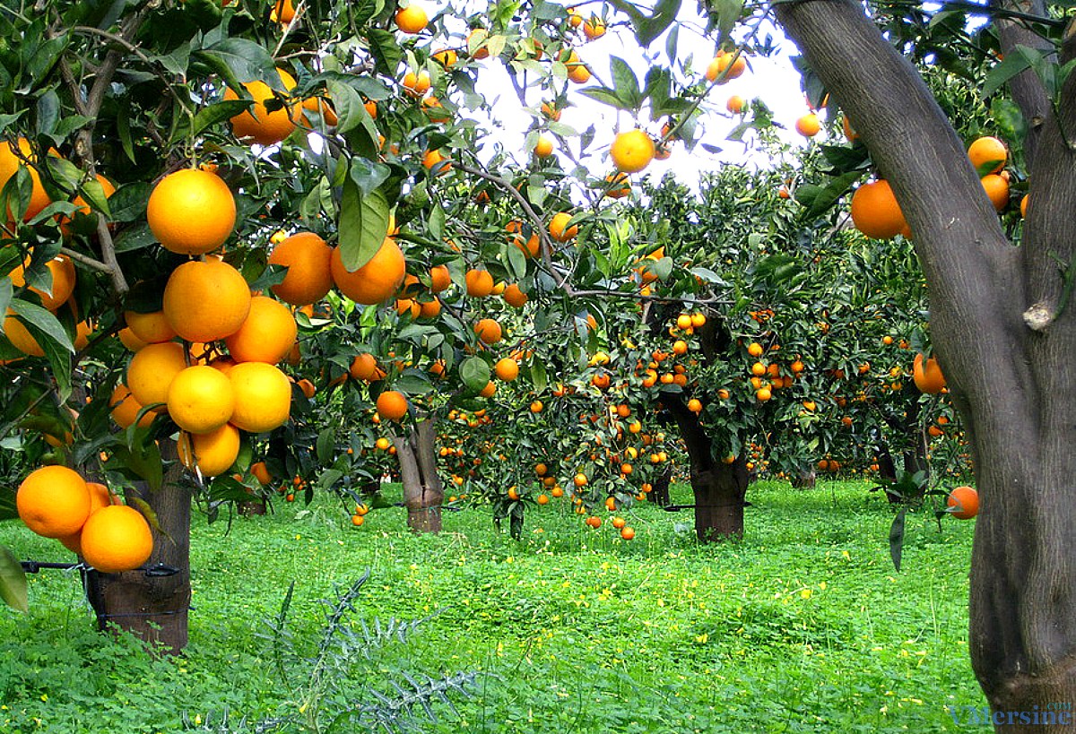 کود مناسب برای درخت پرتقال