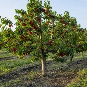 درختان گیلاس بارده در باغ با آبیاری قطره‌ای و تاج متعادل