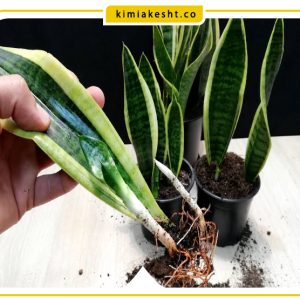 کود مناسب برای سانسوریا
