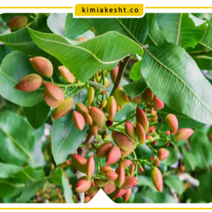 برنامه غذایی پسته