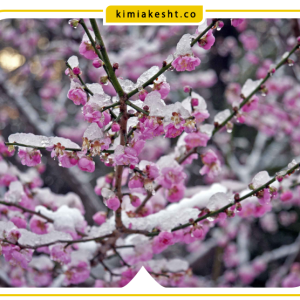 سرمازدگی درخت زردآلو