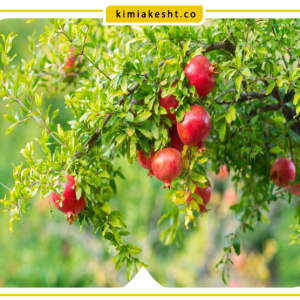 برنامه غذایی درخت انار