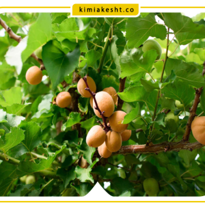 جدول برنامه غذایی زردآلو