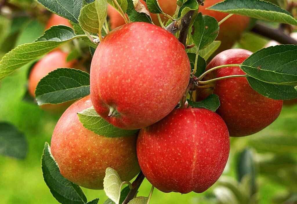کود رنگ آوری سیب