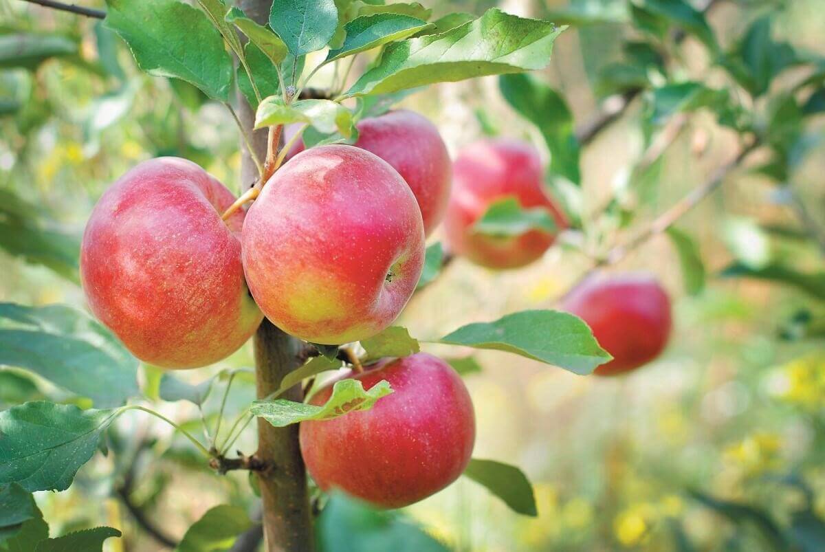 راه‌های رنگ دار شدن سیب