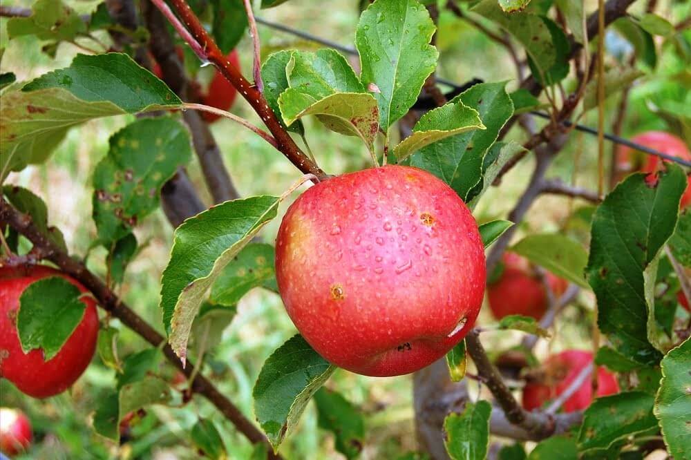 عوامل تأثیرگذار در رنگ دار شدن سیب