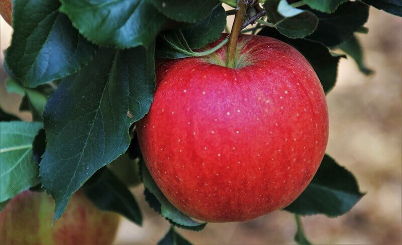 مزایای رنگ دهی میوه سیب
