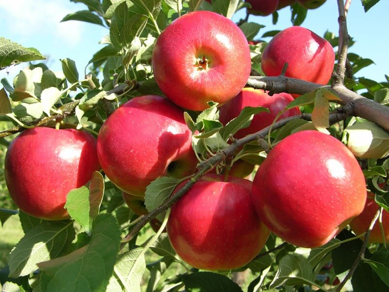 عوامل تأثیرگذار بر میزان استفاده از کود رنگ دهی سیب