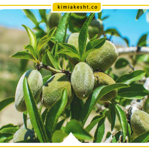 جدول برنامه غذایی بادام