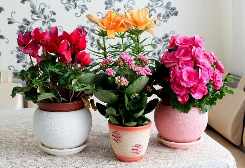 خرید کود گلدهی گیاهان آپارتمانی