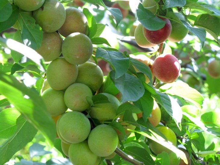 قیمت کود درشت شدن میوه درختان