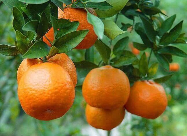 پرتقال و نارنج پس از چند سال میوه می‌دهند؟