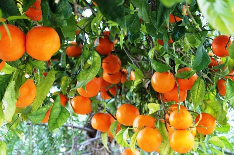 زمان میوه دهی درخت پرتقال و نارنج