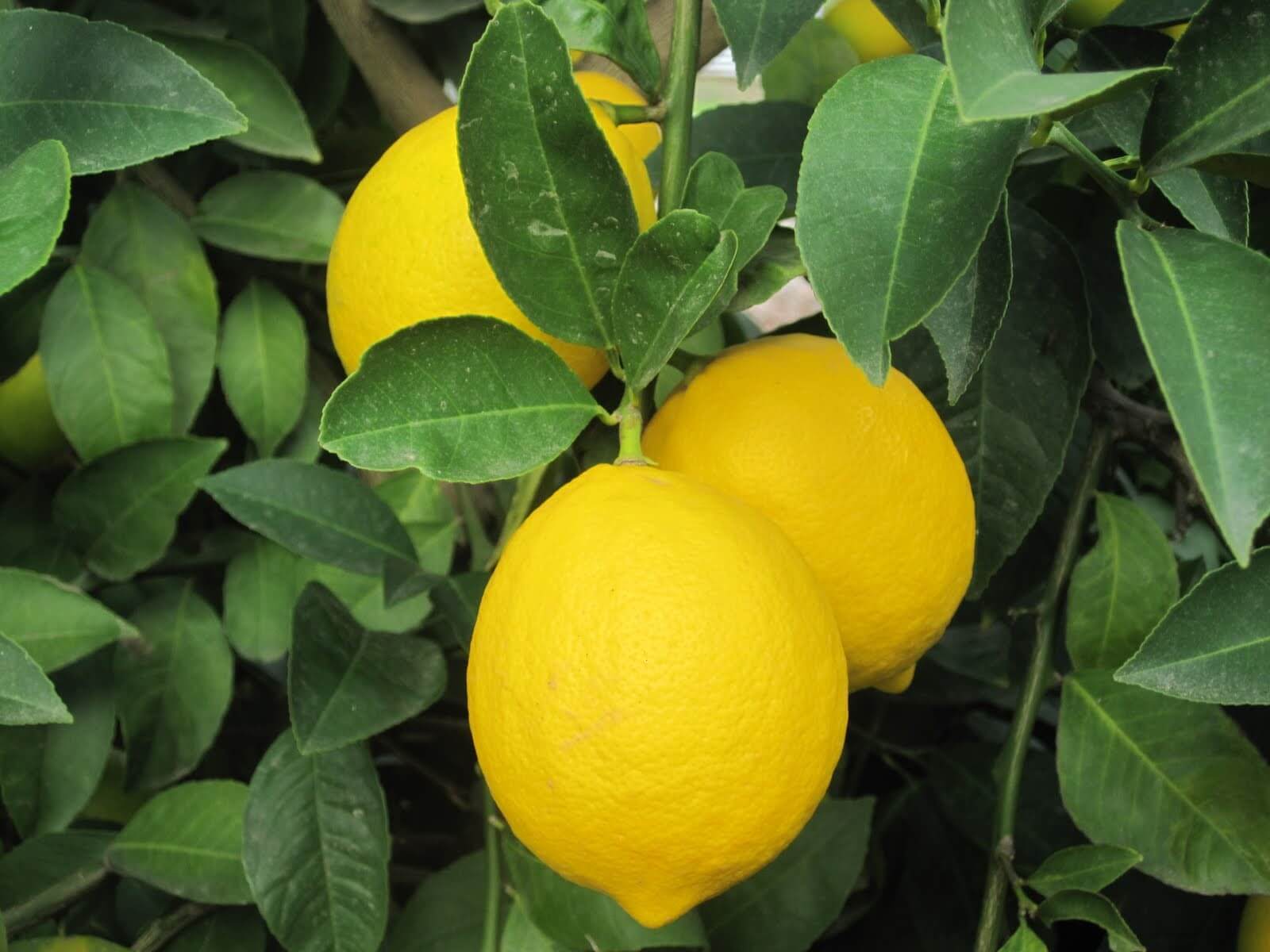 8 راه‌ افزایش رشد درختان پرتقال و نارنج