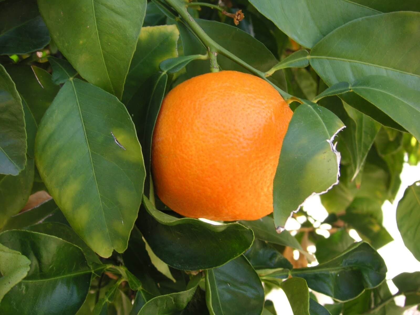راه های افزایش رشد درختان پرتقال و نارنج