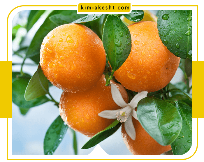 درخت پرتقال و نارنج پس از چند سال میوه می‌دهند؟؟