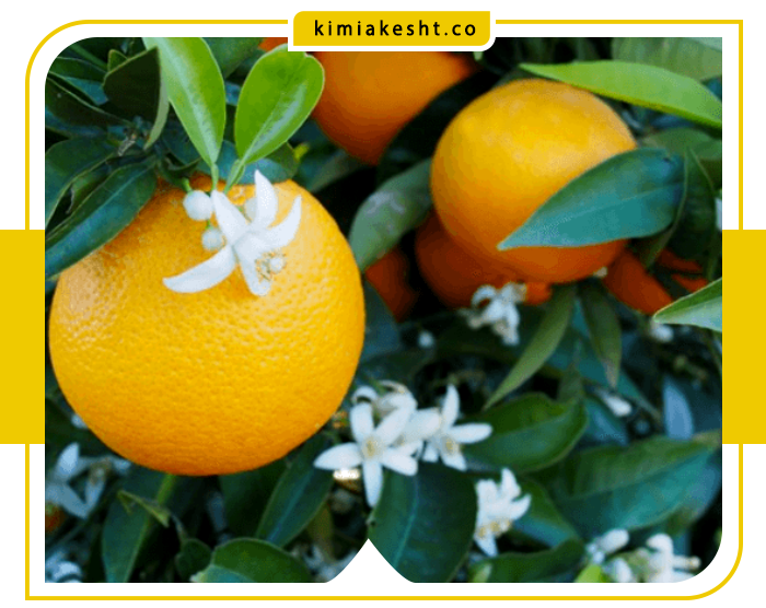 علت میوه ندادن و ریزش گل درخت پرتقال و نارنج