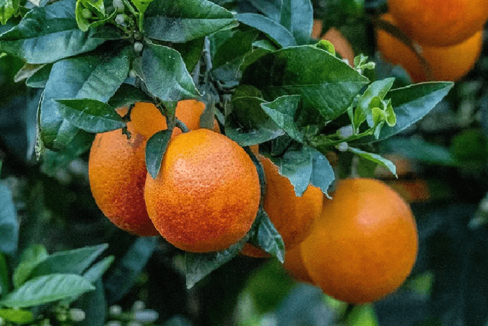 بررسی و ارزیابی علت میوه ندادن و ریزش گل درخت پرتقال و نارنج