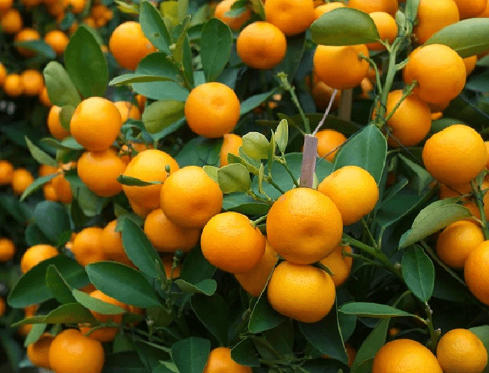 راهکارهای مقابله با میوه ندادن و ریزش گل درخت پرتقال و نارنج