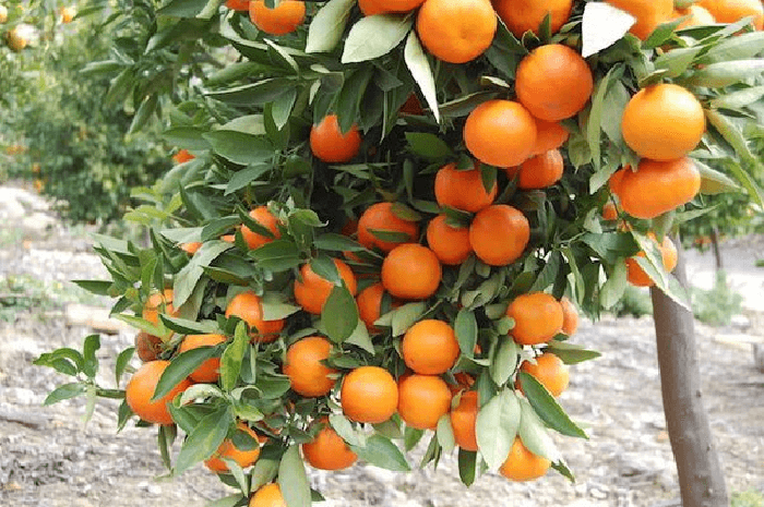 راهکارهای مدیریتی برای پیشگیری از ندادن میوه