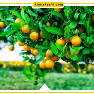 علت ریزش گل درخت پرتقال و نارنج + راهکار