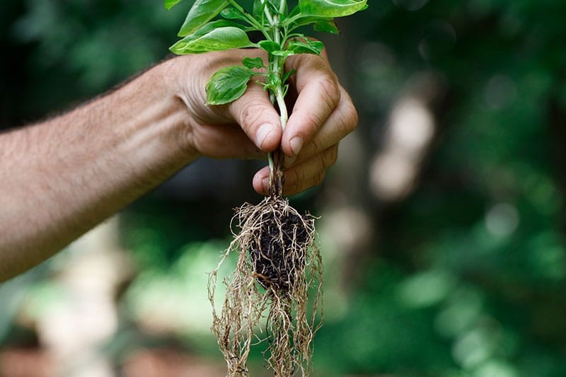 کود محرک ریشه زایی برای گیاهان