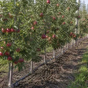 باغ سیب بارده با آبیاری قطره‌ای برای مدیریت تغذیه