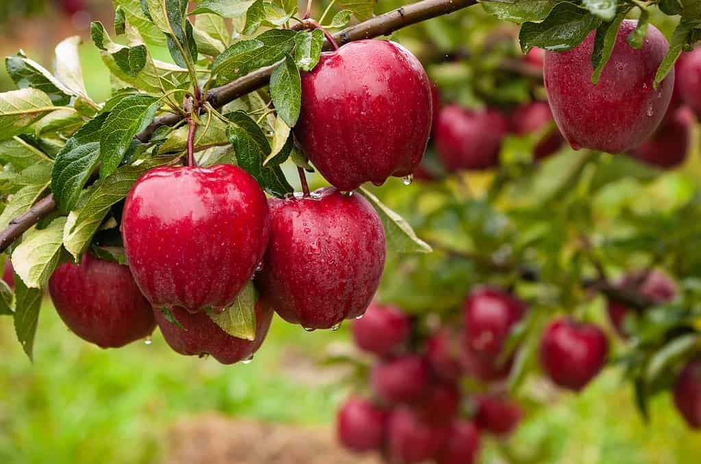 انواع کود برای درخت سیب