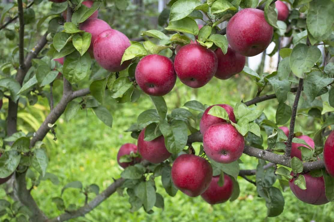 مزایا و معایب کود درخت سیب