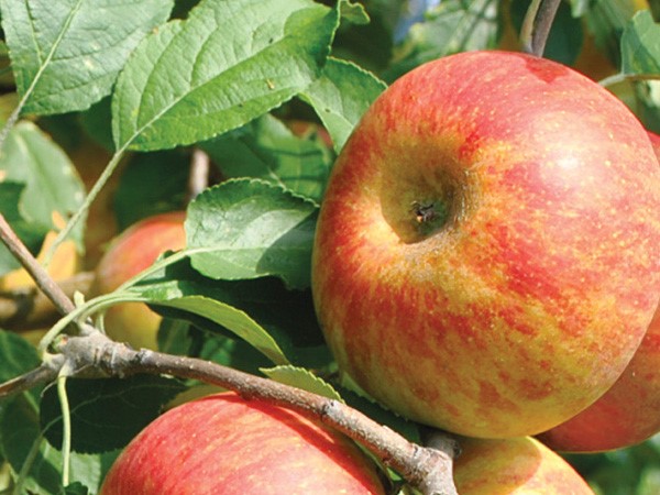 مزایا و معایب کود درخت سیب