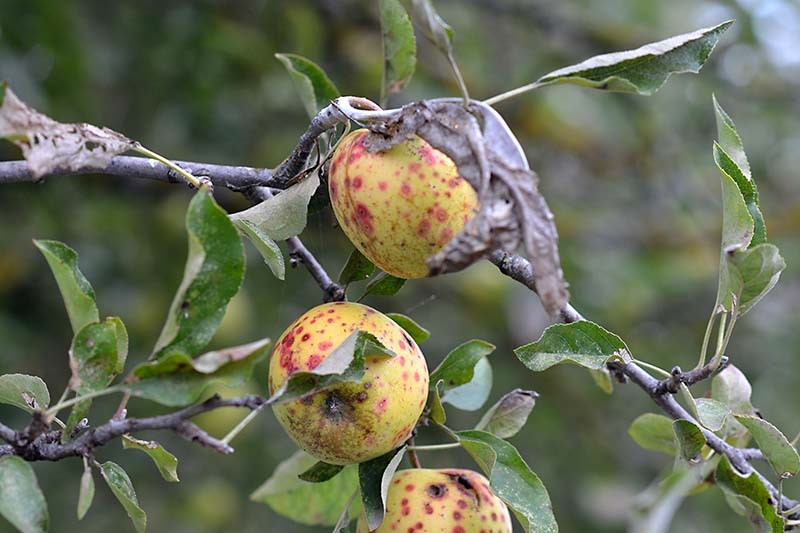 علائم کمبود عناصر مغذی بر درخت سیب